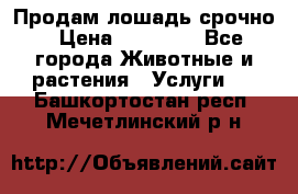 Продам лошадь срочно › Цена ­ 30 000 - Все города Животные и растения » Услуги   . Башкортостан респ.,Мечетлинский р-н